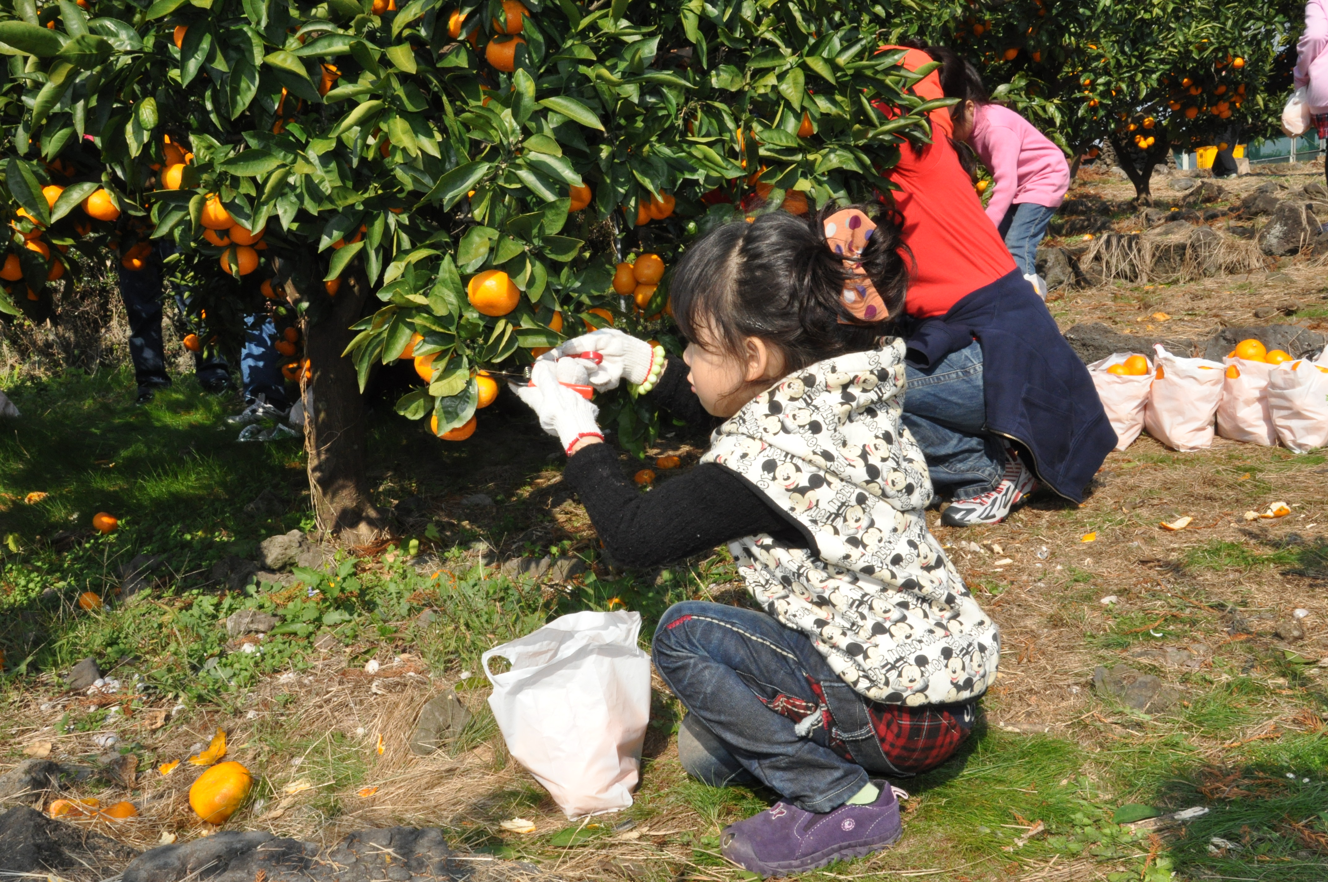 감귤따기 체험 현장